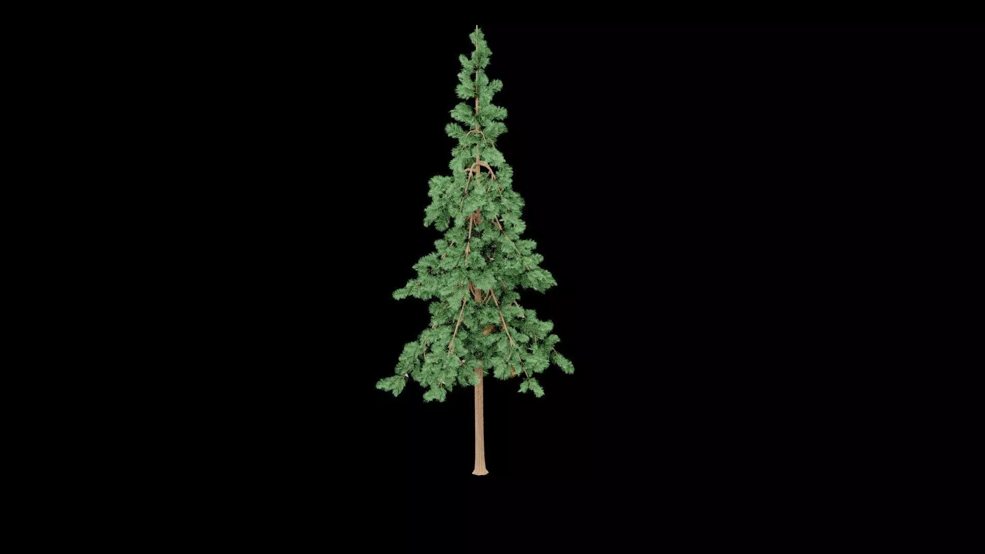 Realistic Pine Tree Low-poly 3D model_1