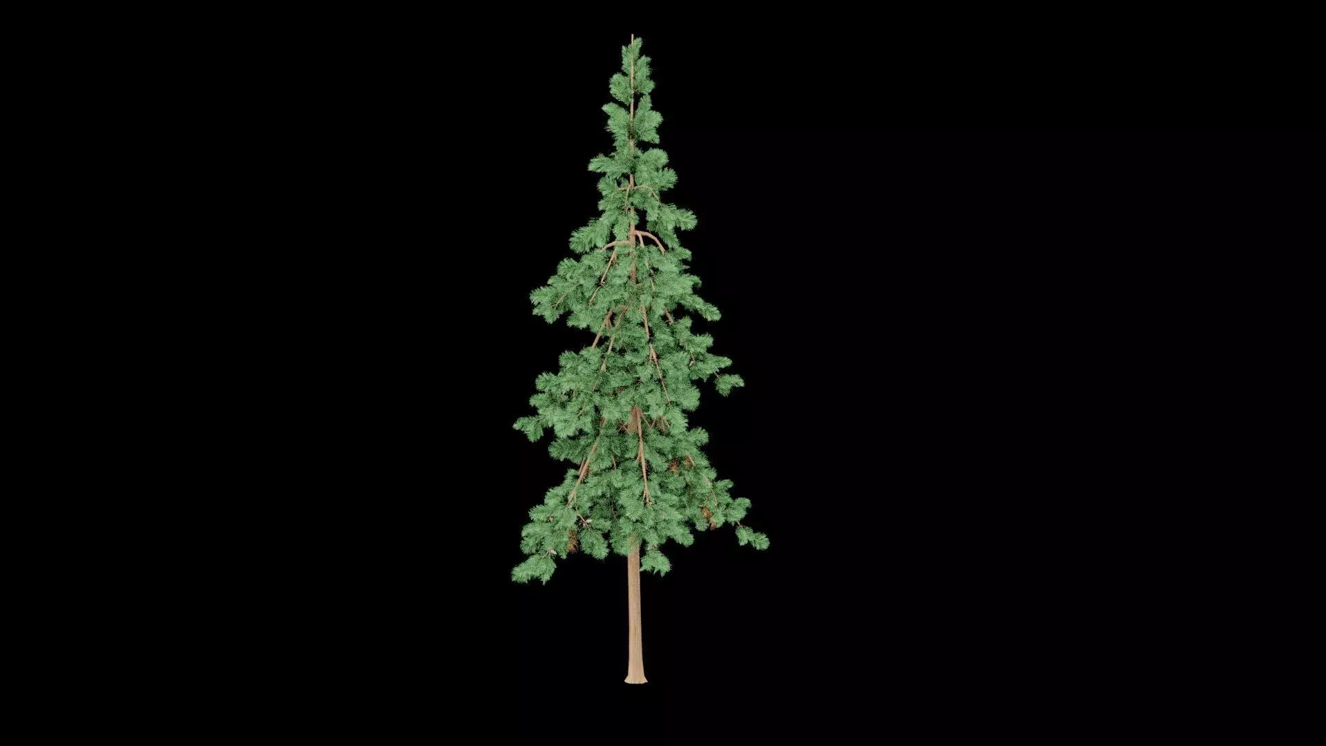 Realistic Pine Tree Low-poly 3D model_3