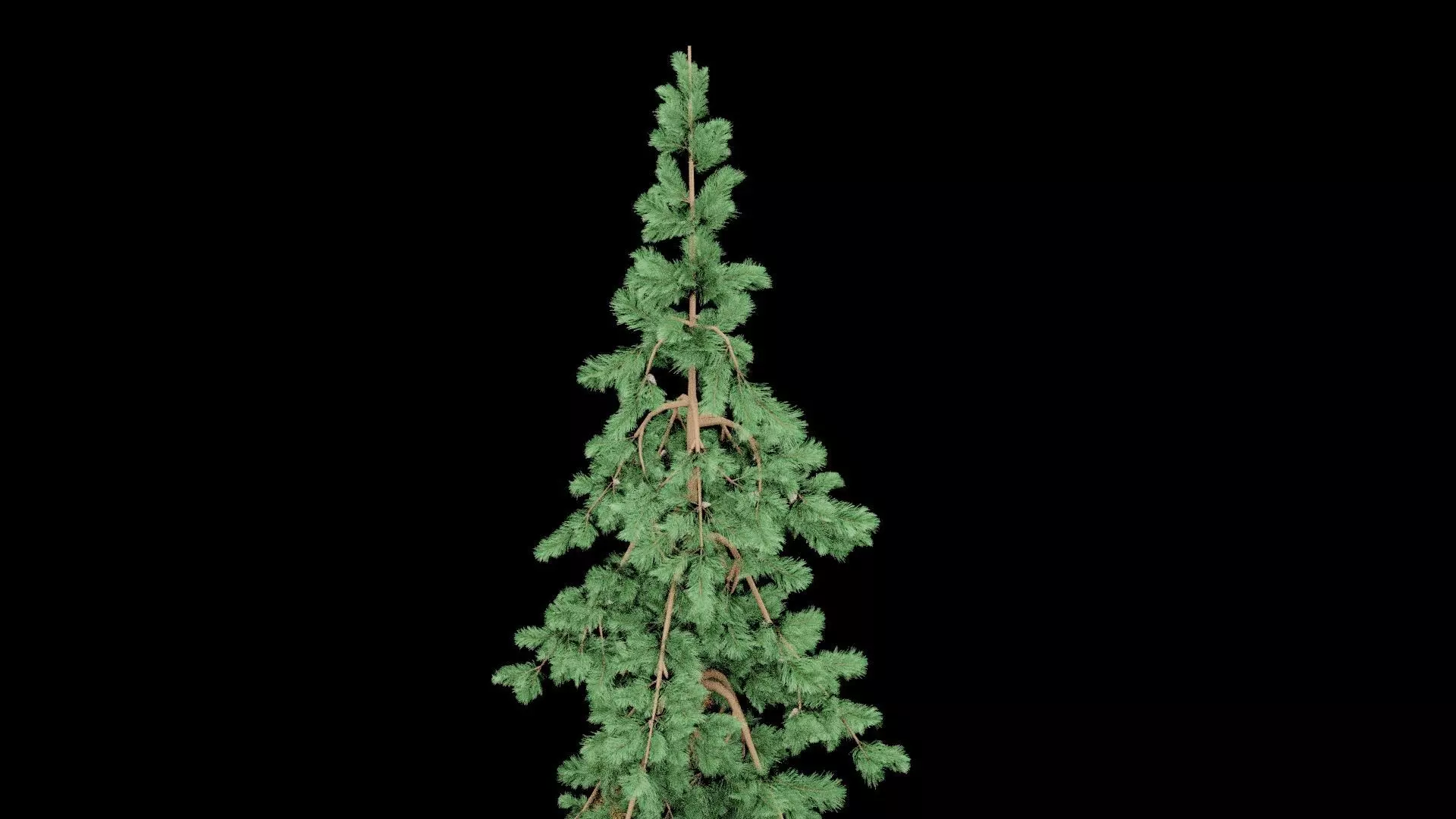 Realistic Pine Tree Low-poly 3D model_4