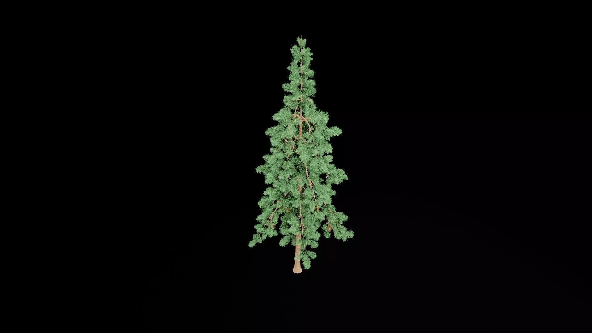 Realistic Pine Tree Low-poly 3D model_6
