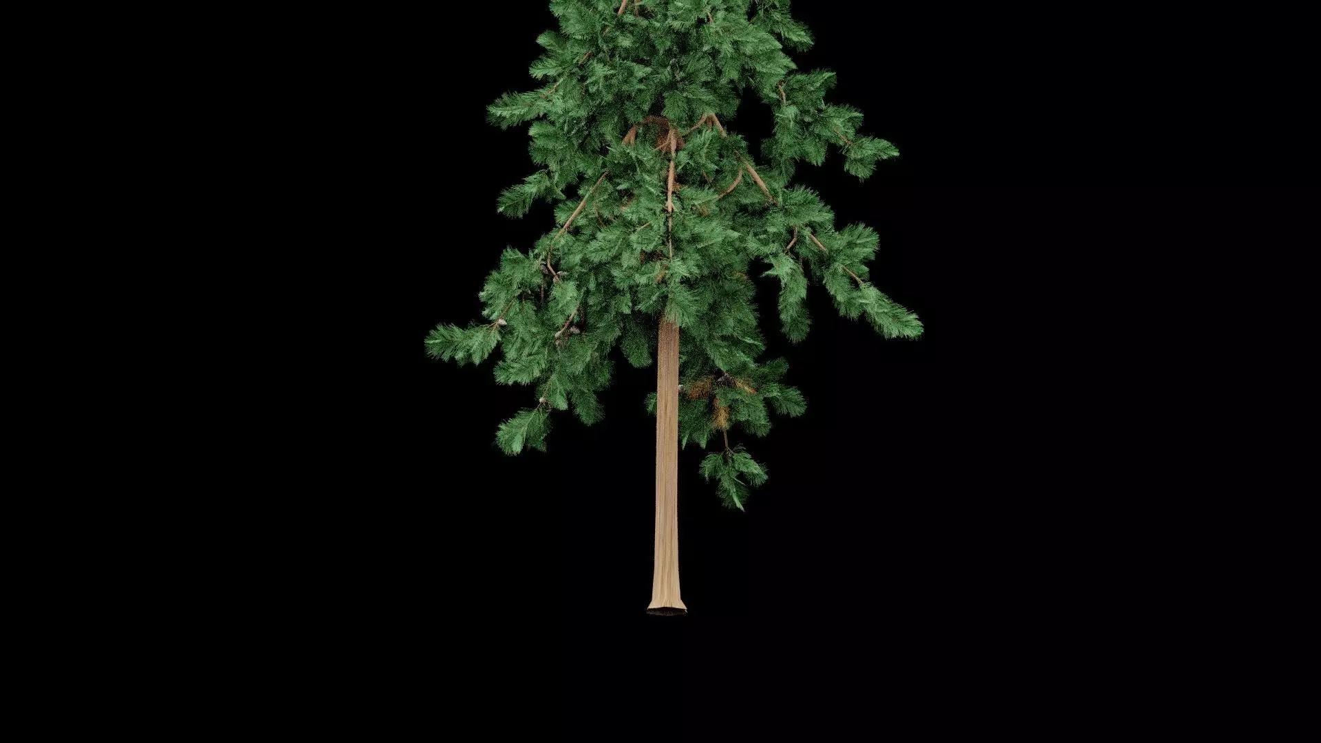 Realistic Pine Tree Low-poly 3D model_5