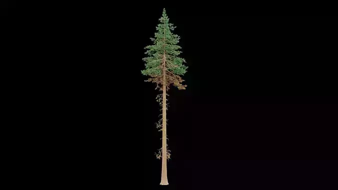Realistic Pine Tree