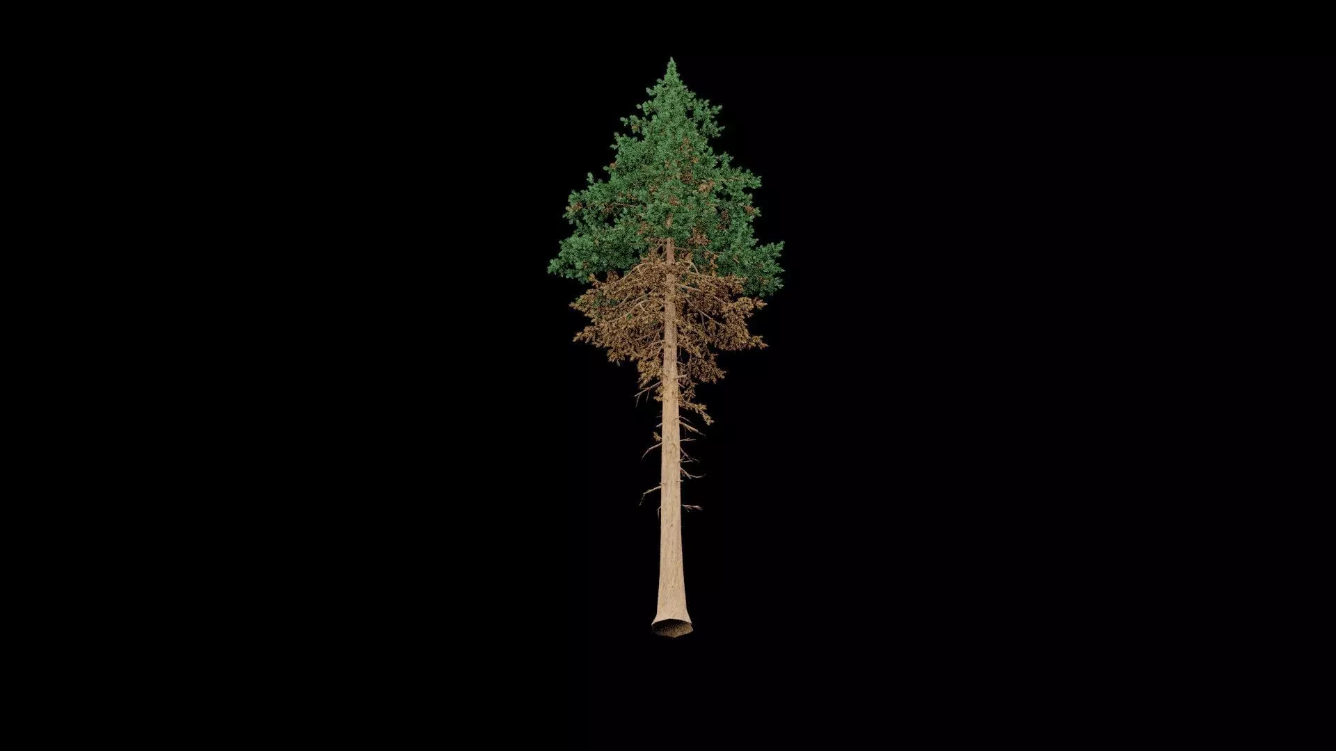 Realistic Pine Tree 3D model_7