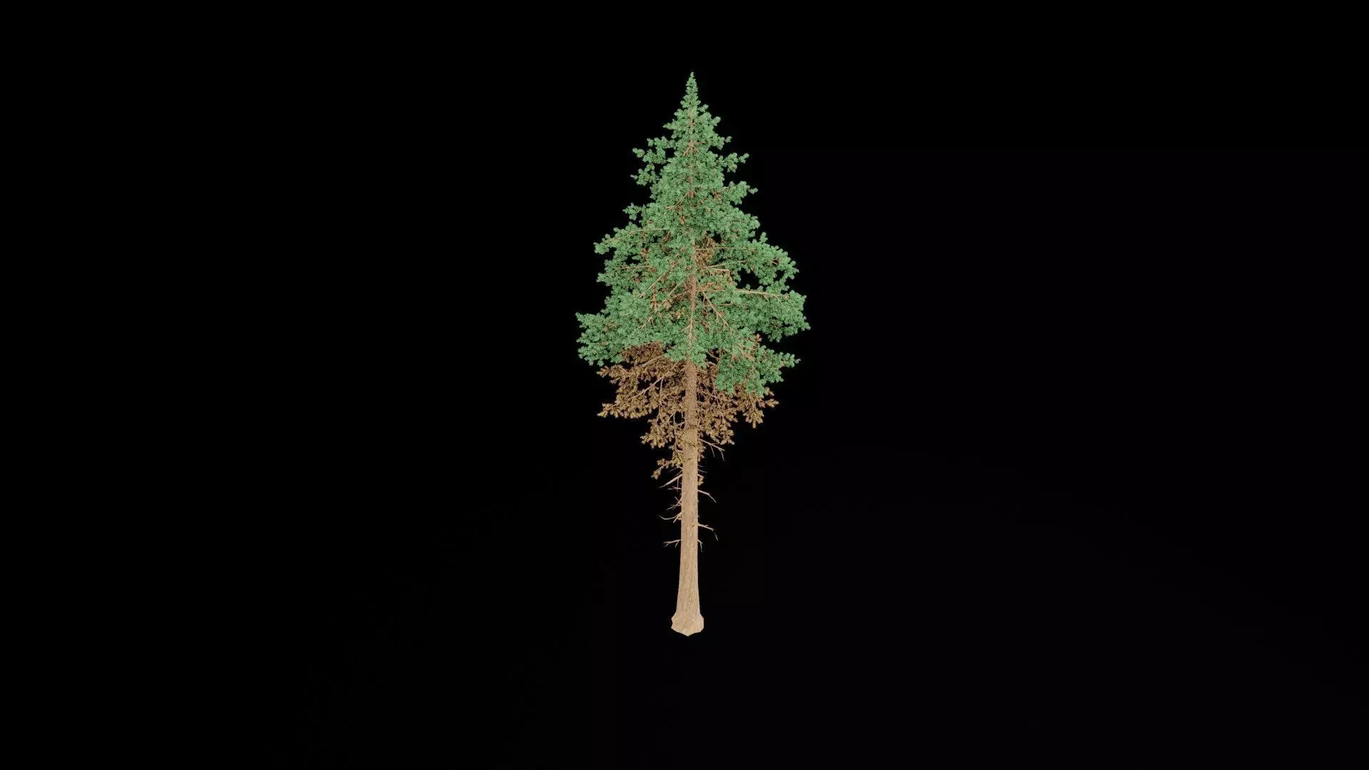Realistic Pine Tree 3D model_6
