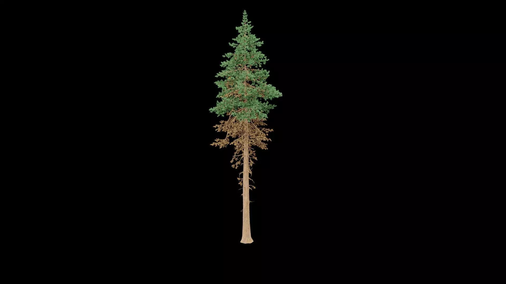 Realistic Pine Tree 3D model_1