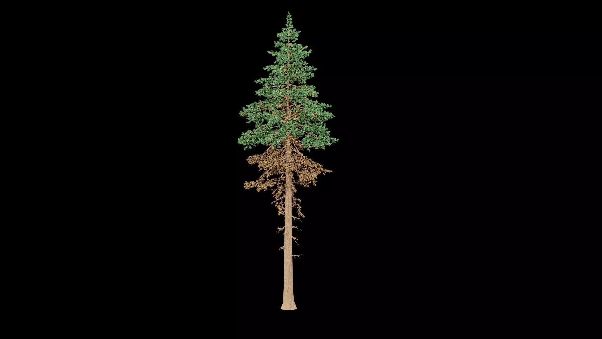 Realistic Pine Tree 3D model_3