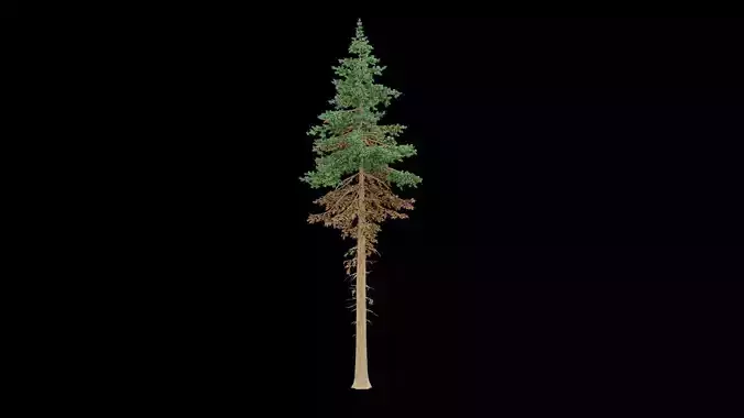 Realistic Pine Tree