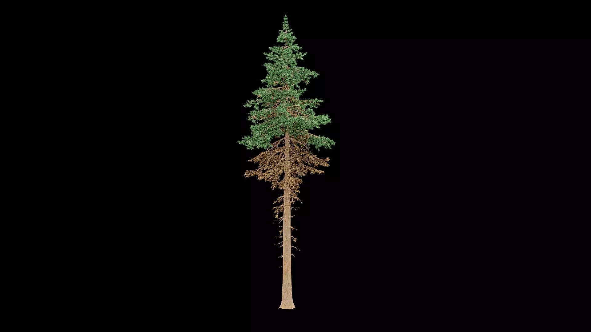 Realistic Pine Tree 3D model_0