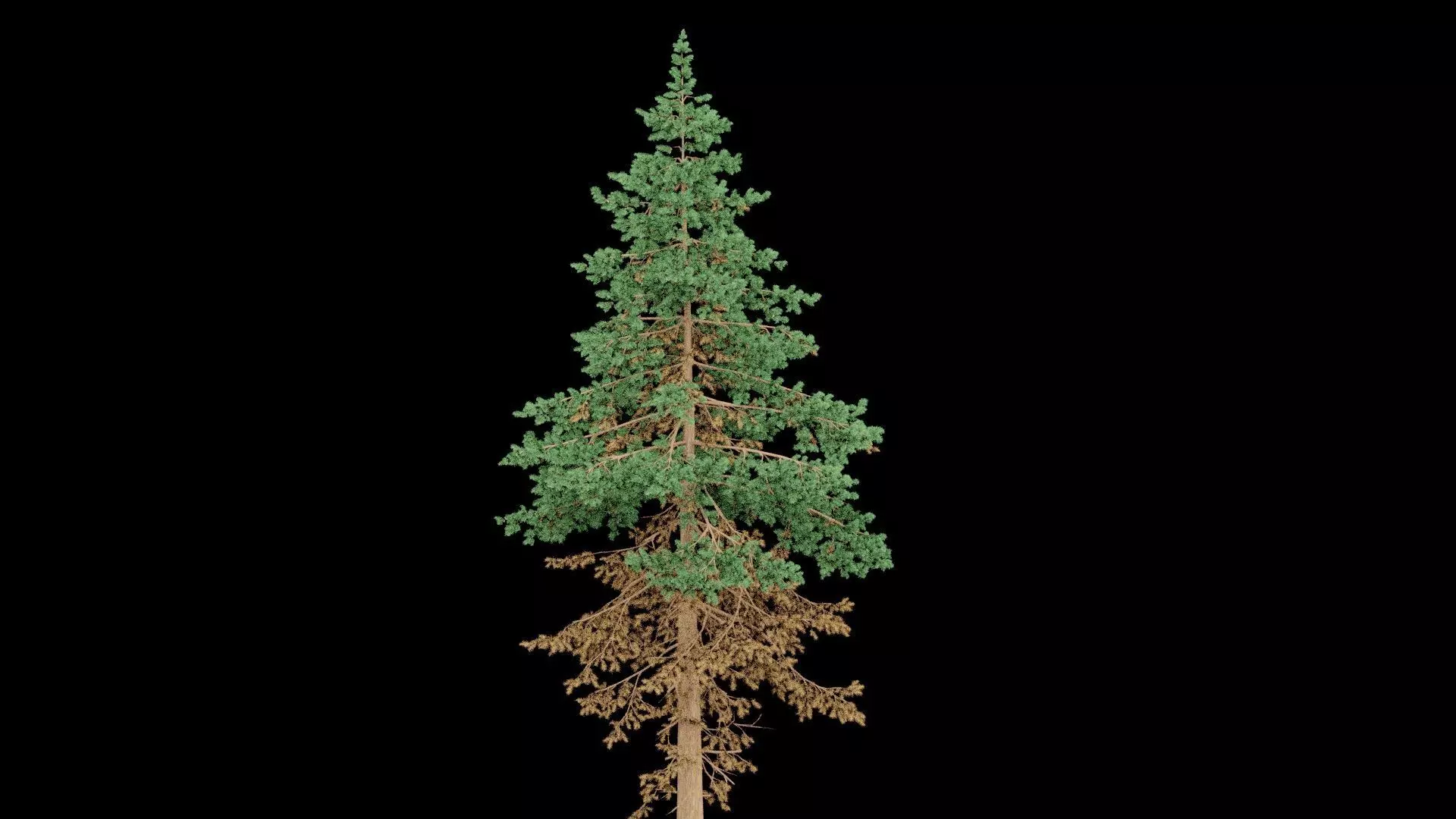 Realistic Pine Tree 3D model_4