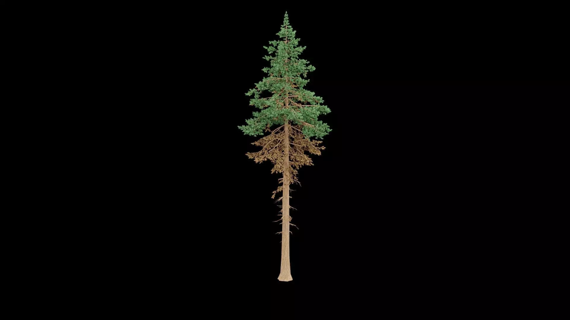 Realistic Pine Tree 3D model_2