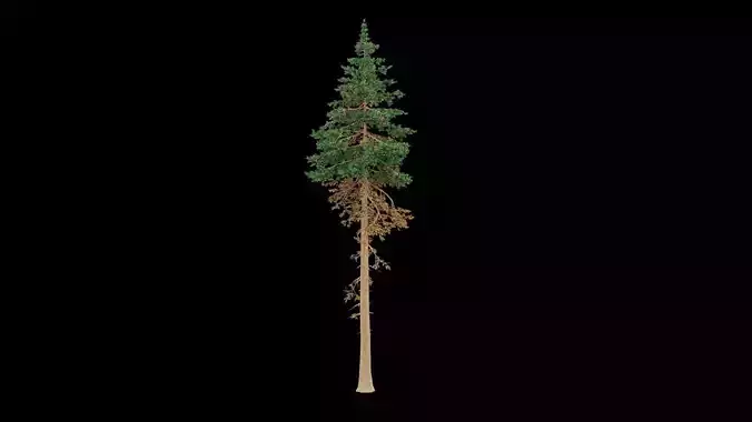 Realistic Pine Tree
