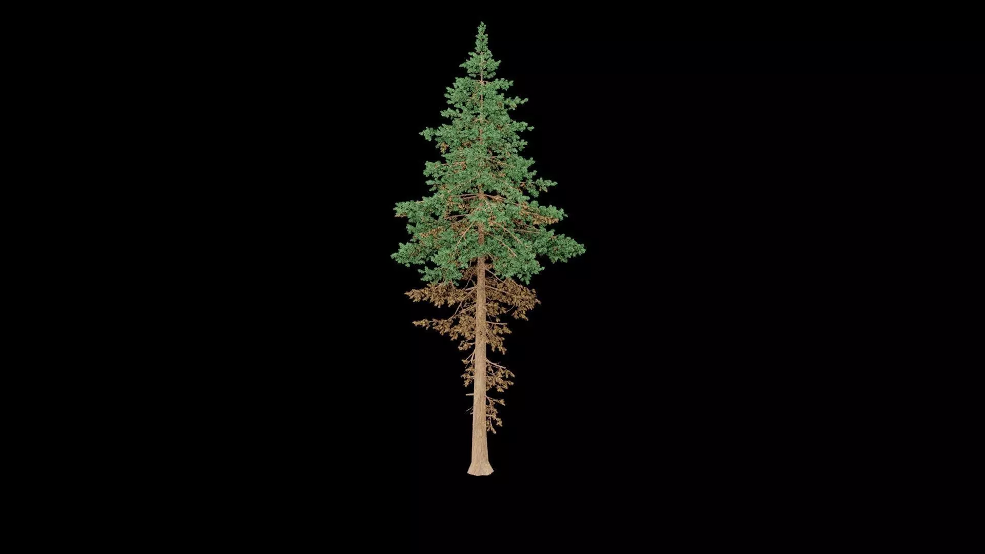 Realistic Pine Tree Low-poly 3D model_1