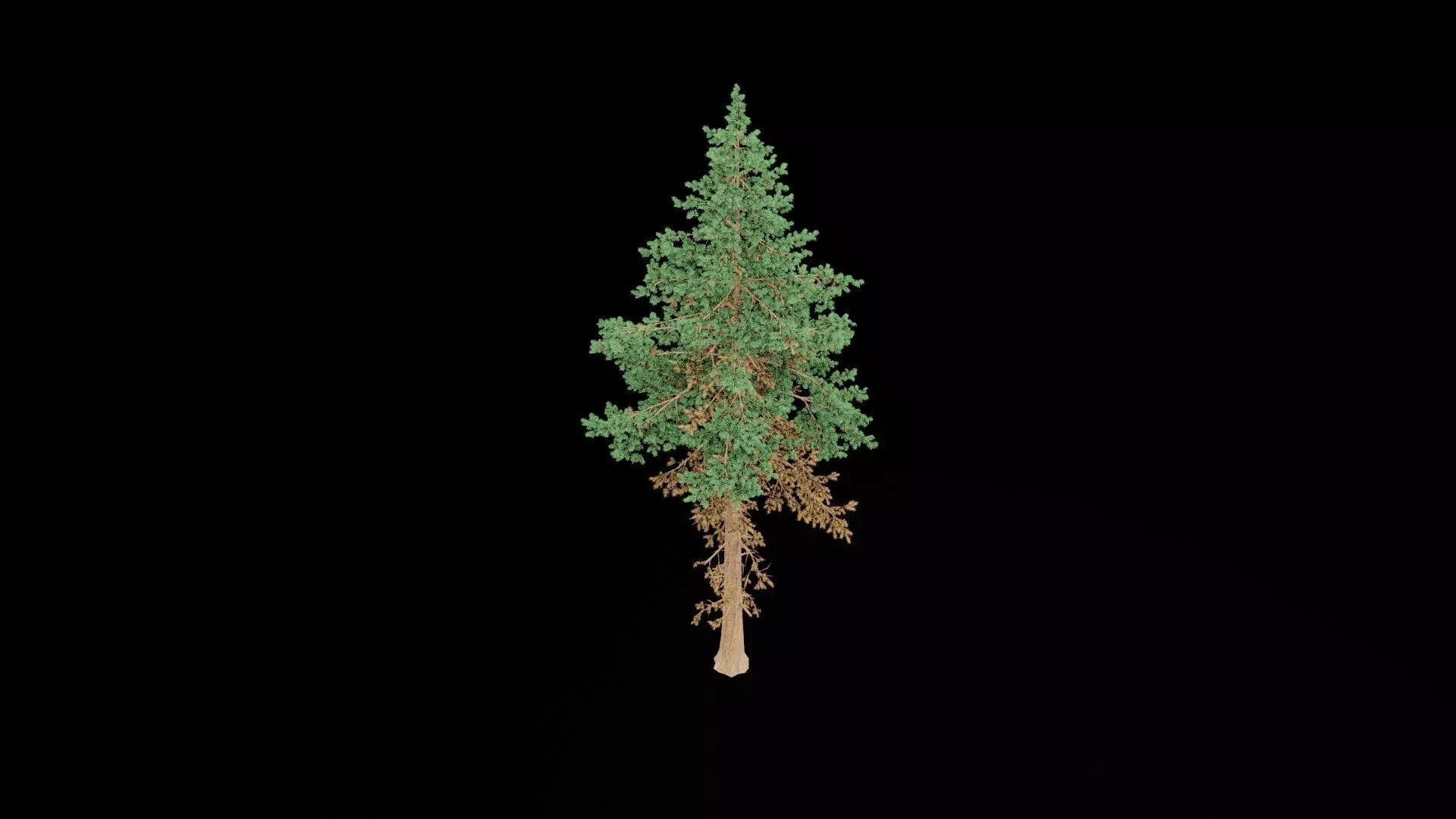 Realistic Pine Tree Low-poly 3D model_6