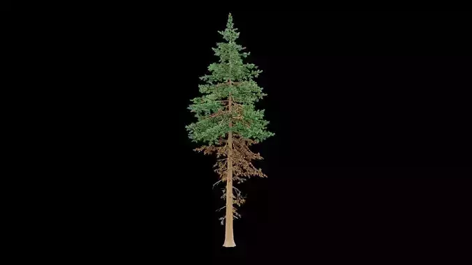 Realistic Pine Tree