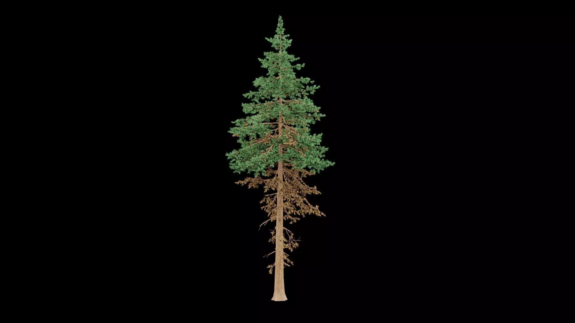Realistic Pine Tree Low-poly 3D model_0