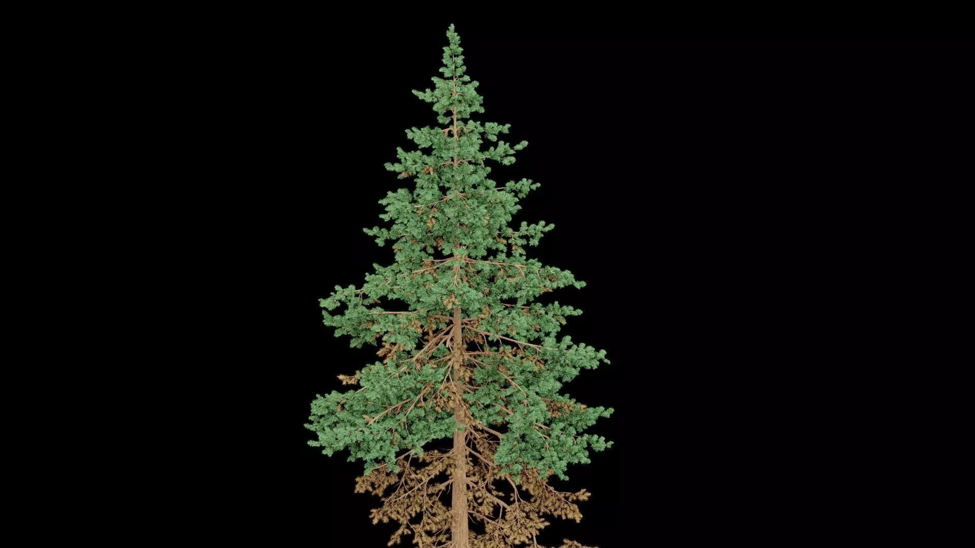 Realistic Pine Tree Low-poly 3D model_4