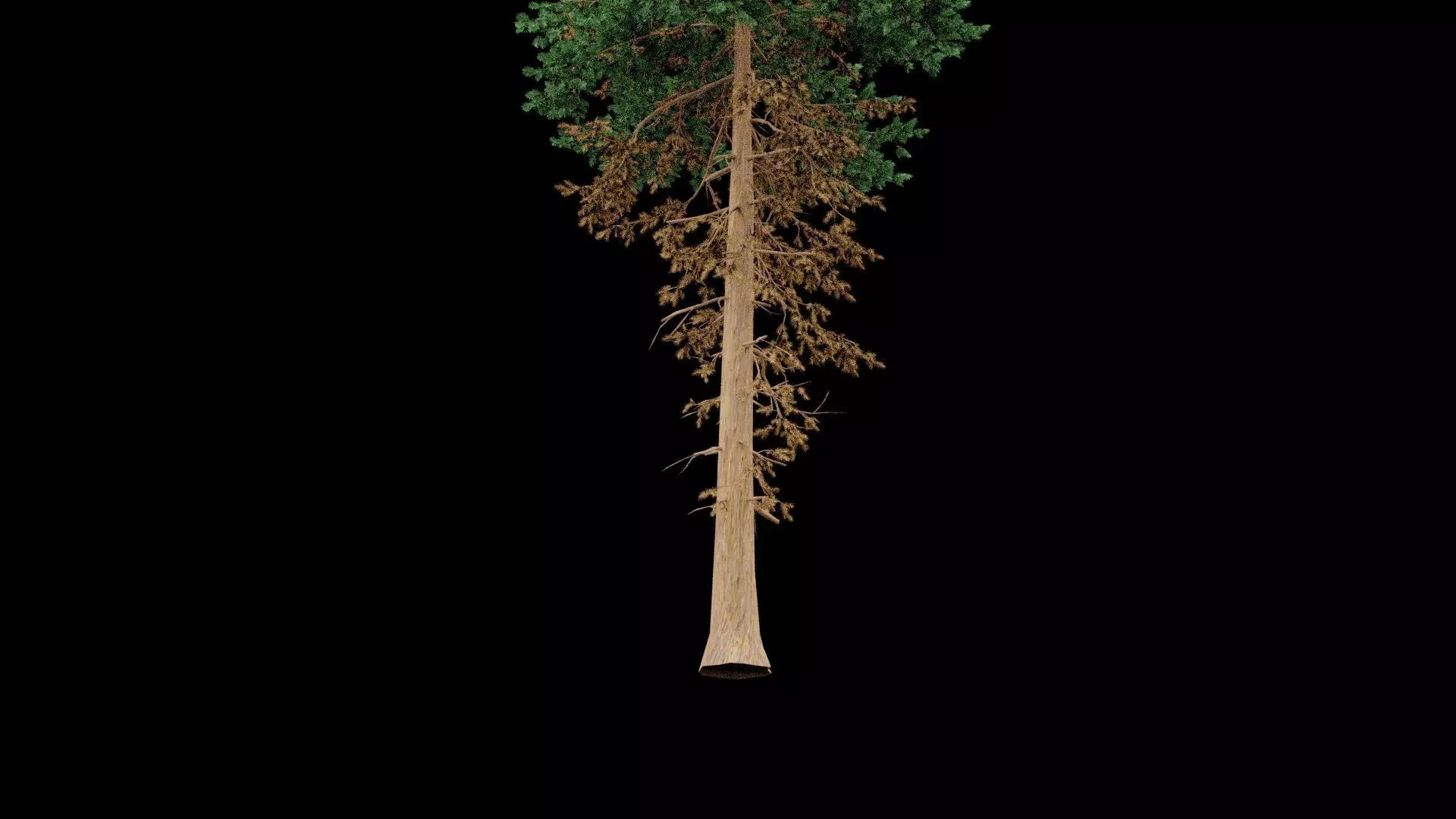 Realistic Pine Tree Low-poly 3D model_5