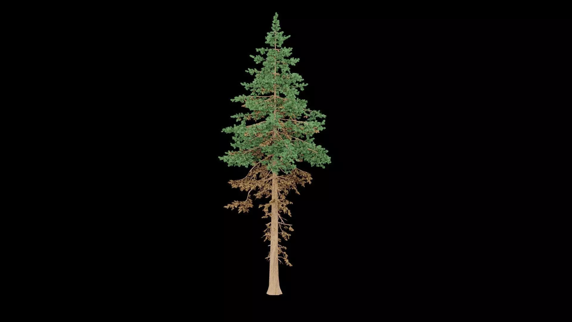 Realistic Pine Tree Low-poly 3D model_3