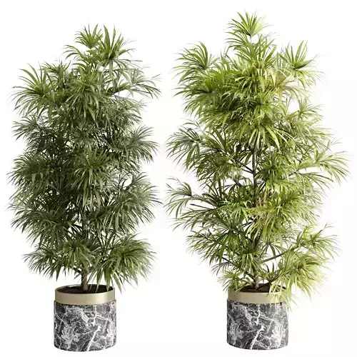 Rhapis excelsa plant in a Marble pot - Indoor Plant 647