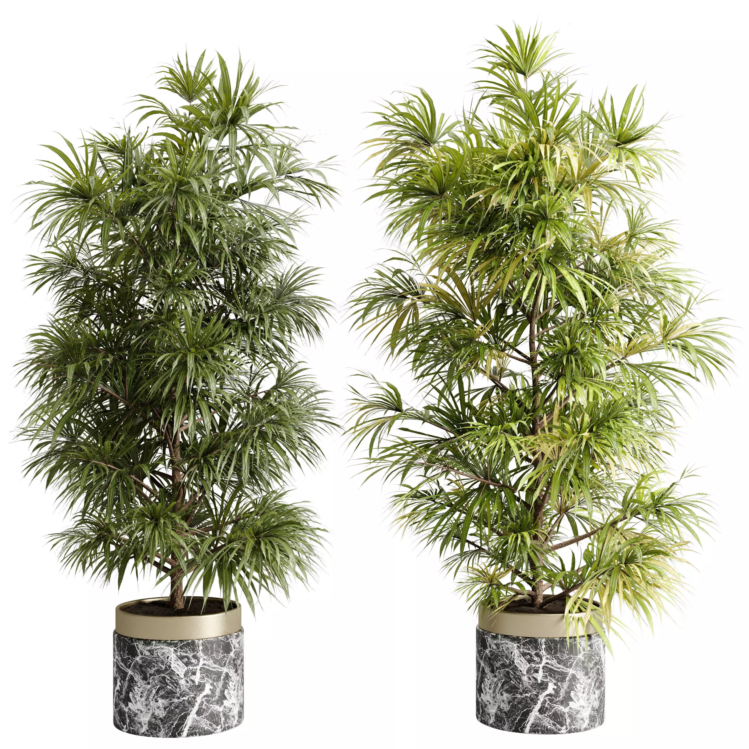 Rhapis excelsa plant in a Marble pot - Indoor Plant 647 3D model