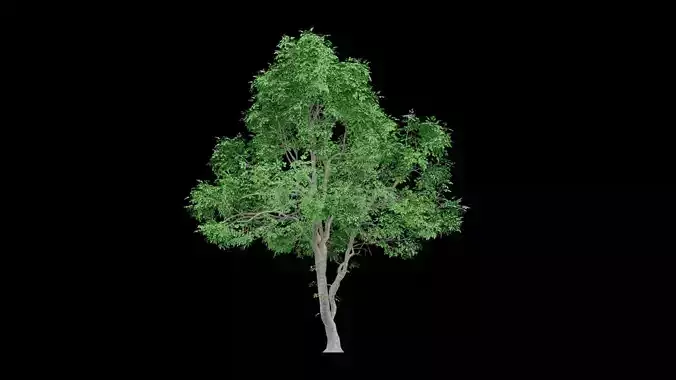 Realistic Tree
