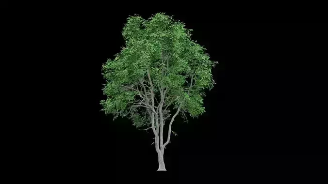 Realistic Tree