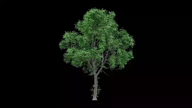 Realistic Tree