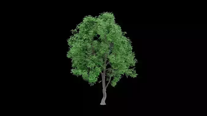 Realistic Tree