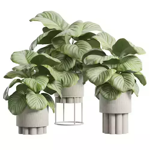 Calathea Orbifolia Pack 02 3D model