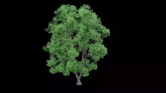 Realistic Tree