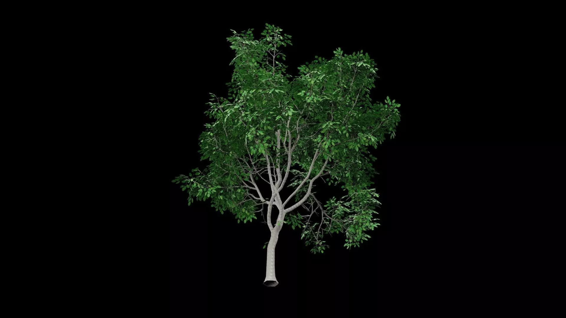 Realistic Tree Low-poly 3D model_7