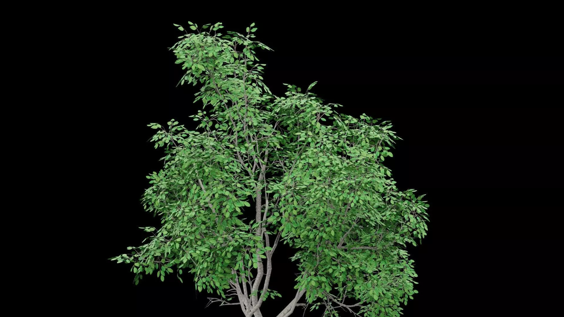 Realistic Tree Low-poly 3D model_3