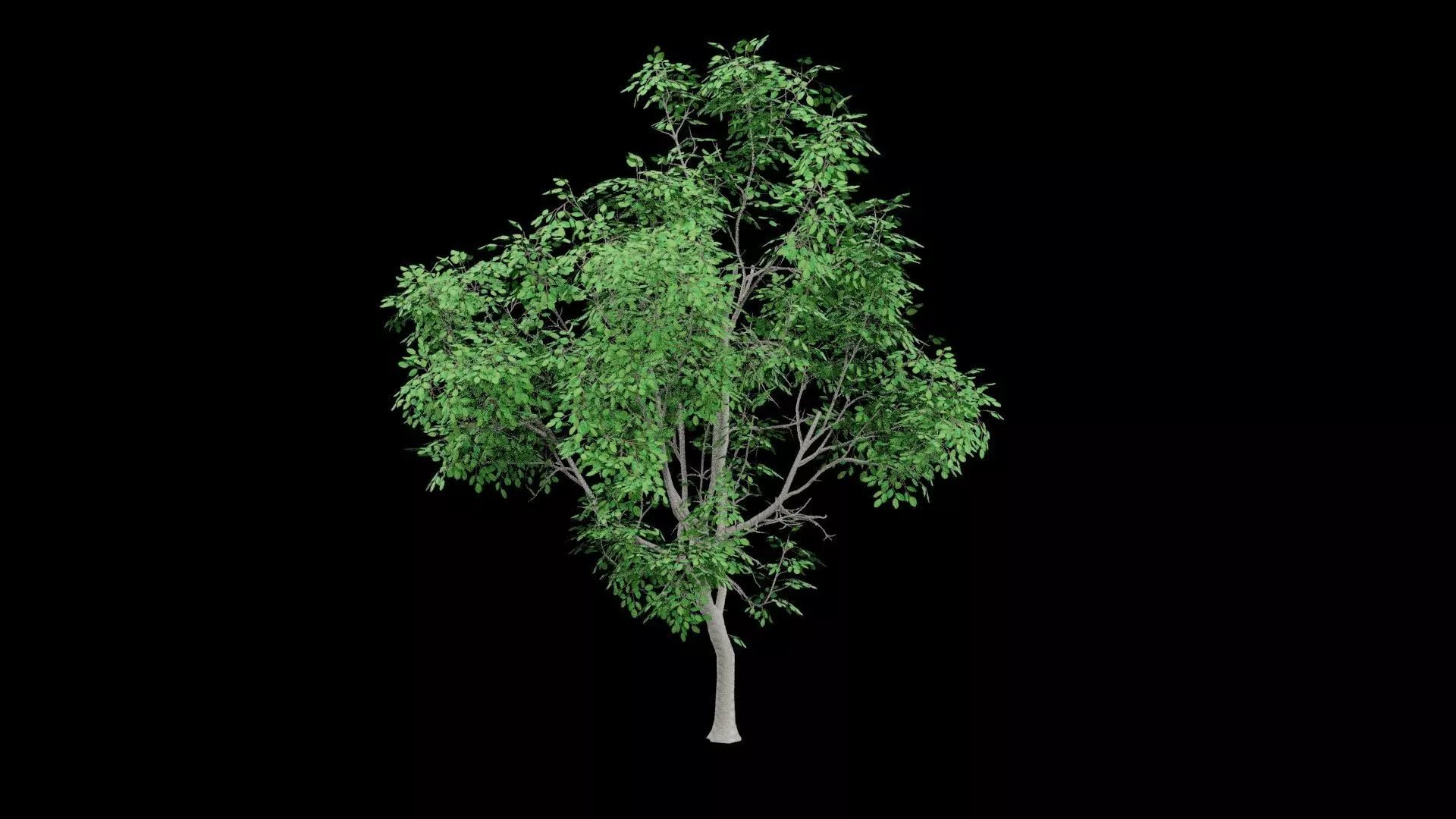 Realistic Tree Low-poly 3D model_2