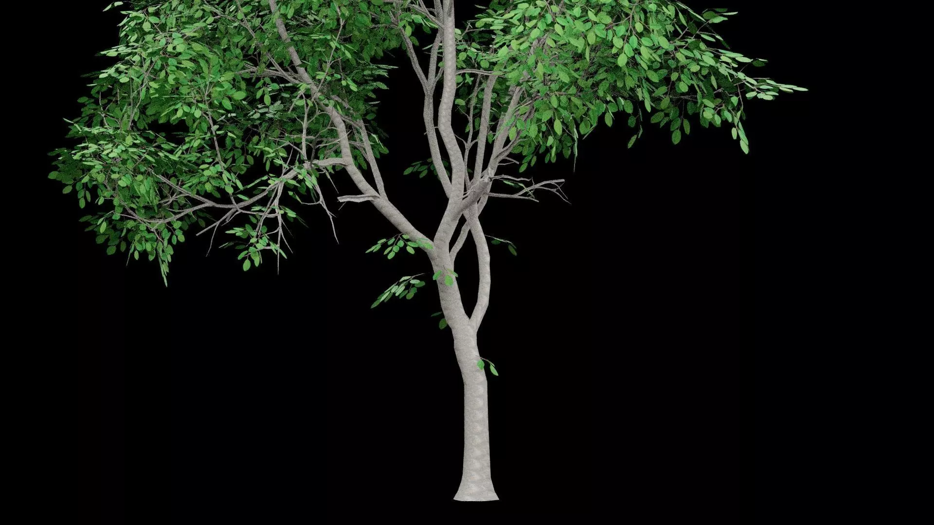 Realistic Tree Low-poly 3D model_4