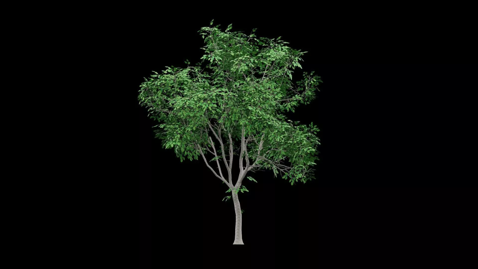 Realistic Tree Low-poly 3D model_5
