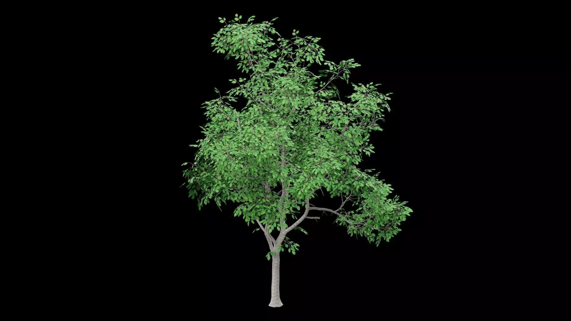 Realistic Tree Low-poly 3D model_1