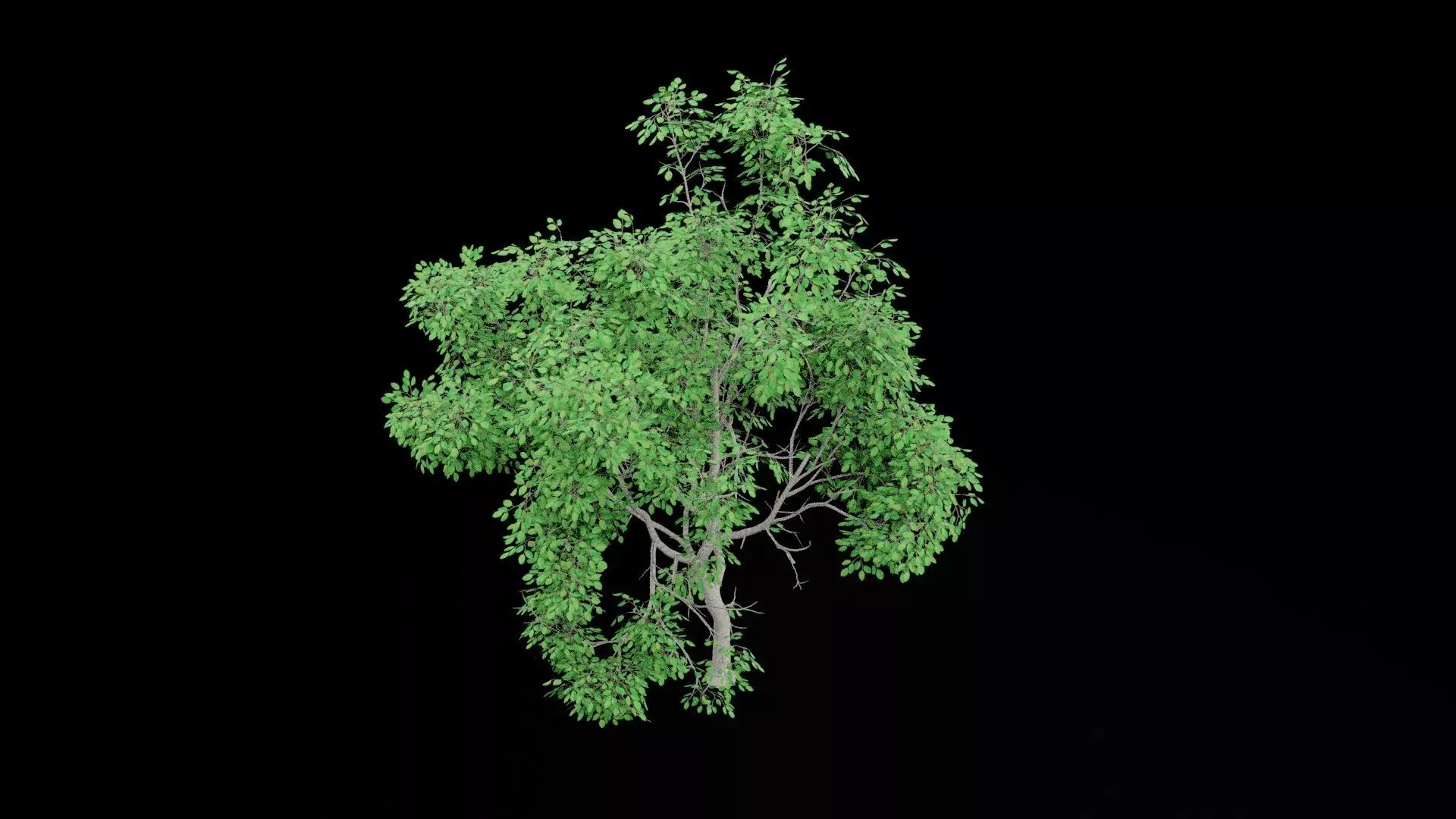 Realistic Tree Low-poly 3D model_6