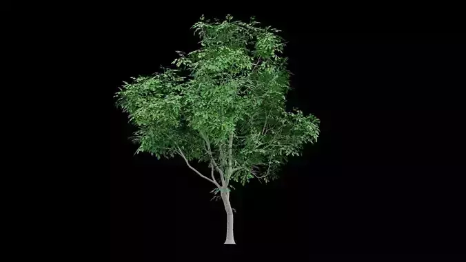 Realistic Tree