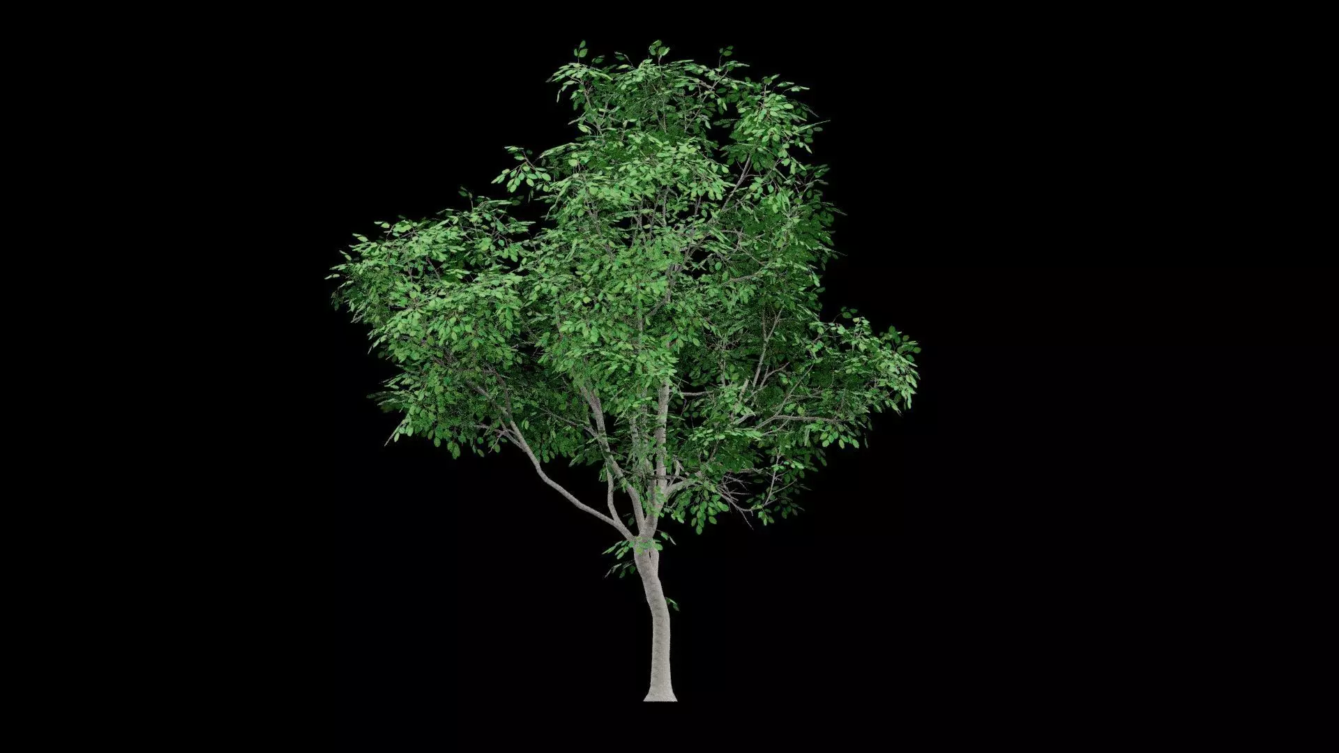 Realistic Tree Low-poly 3D model_0