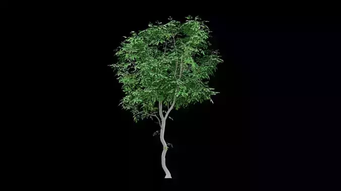 Realistic Tree
