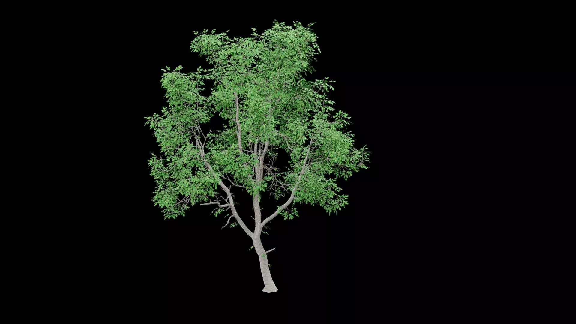 Realistic Tree Low-poly 3D model_1