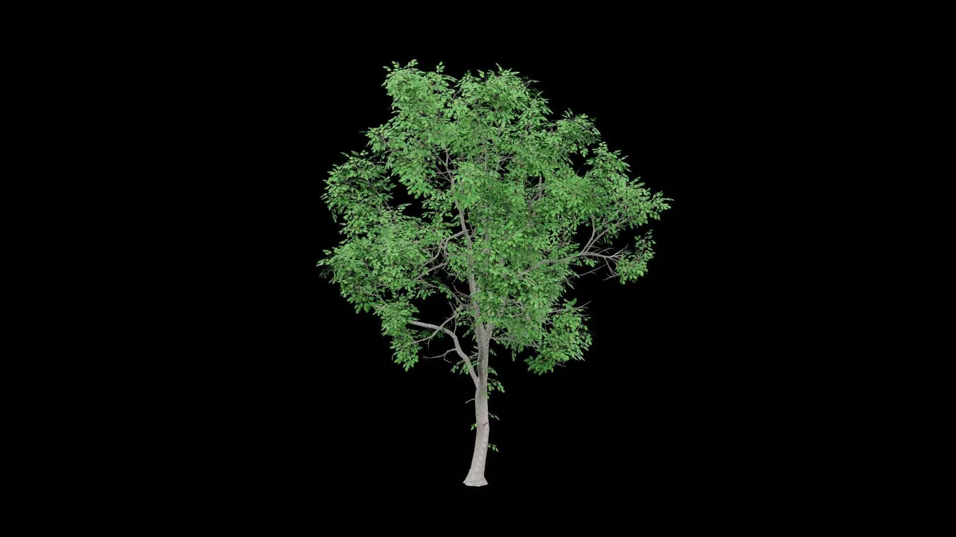 Realistic Tree Low-poly 3D model_2