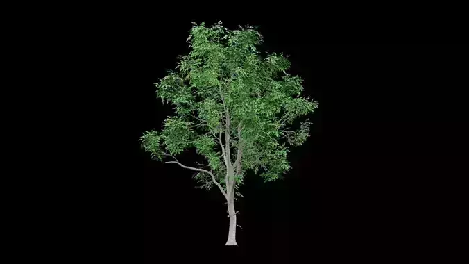 Realistic Tree