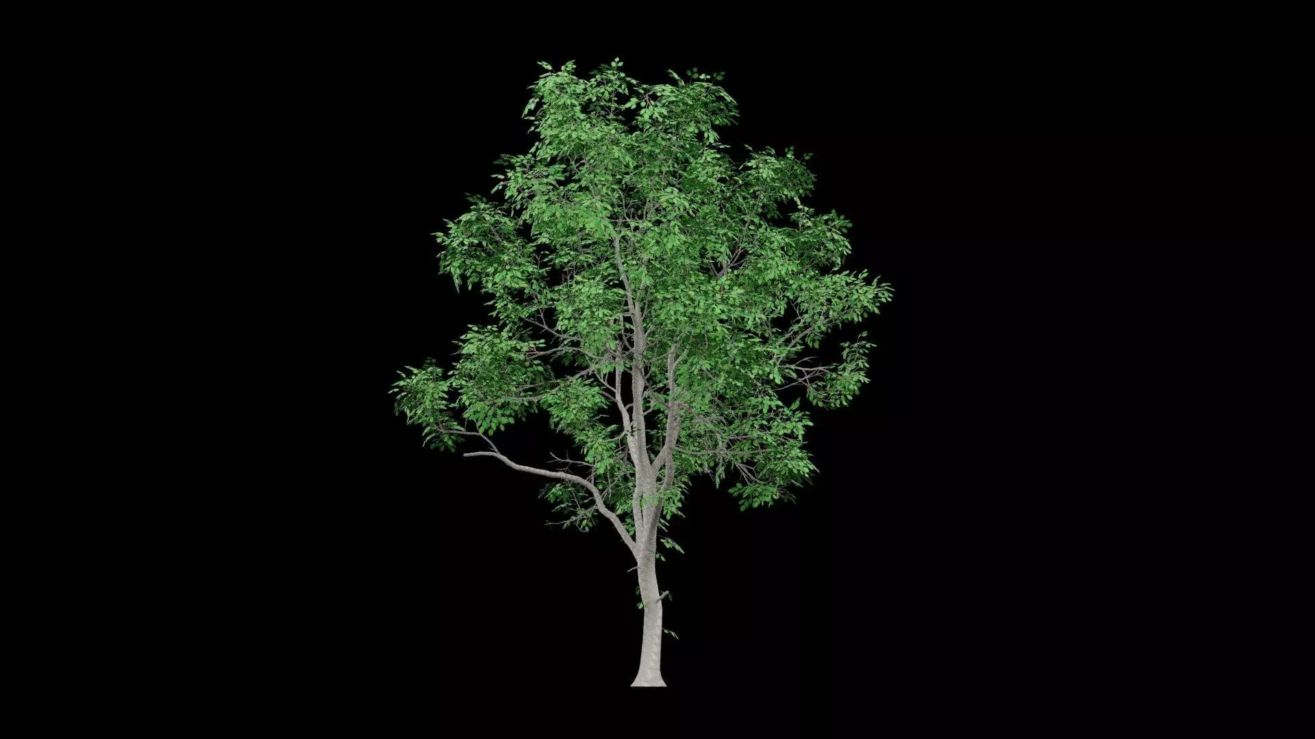Realistic Tree Low-poly 3D model_0