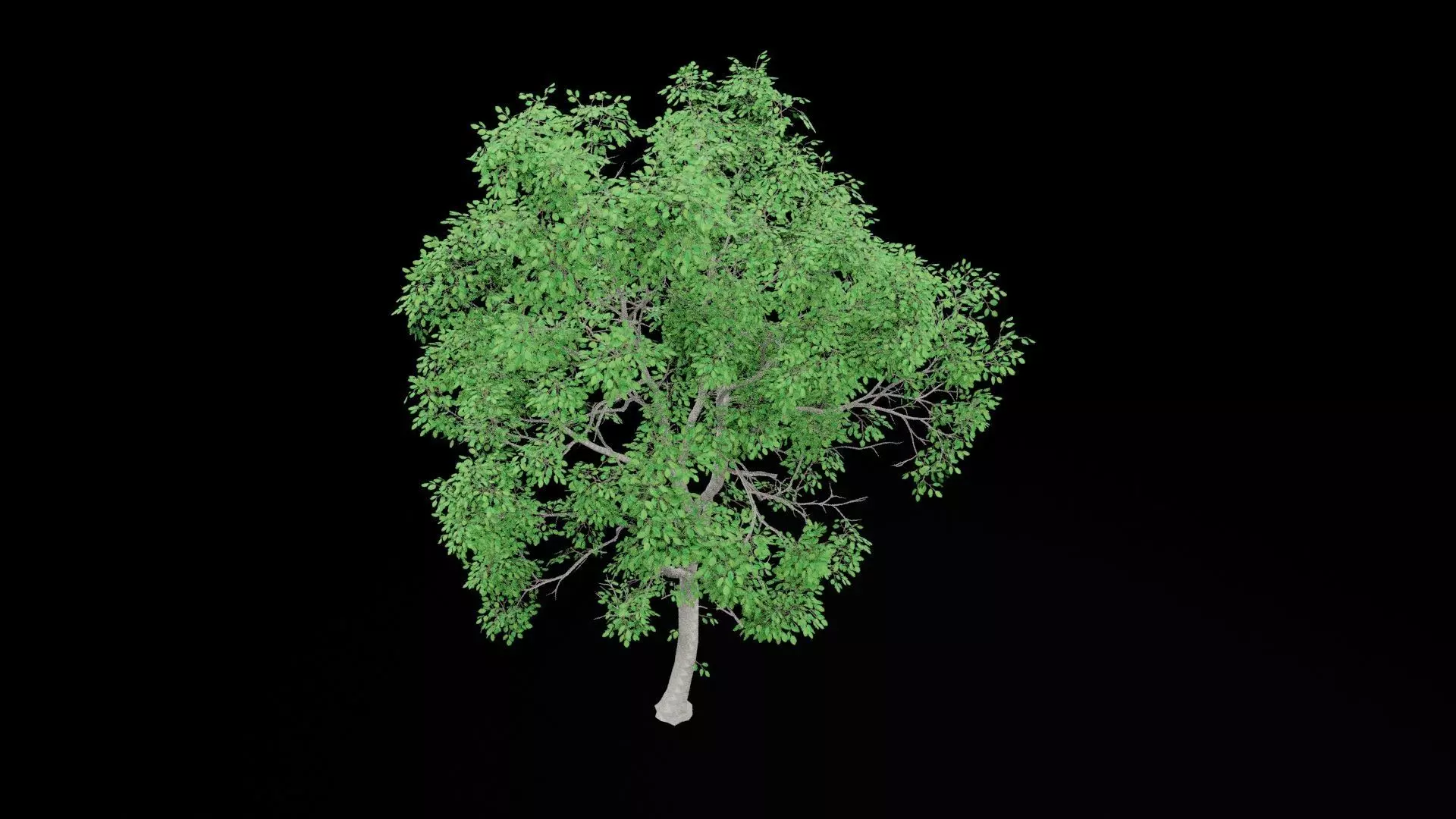 Realistic Tree Low-poly 3D model_6