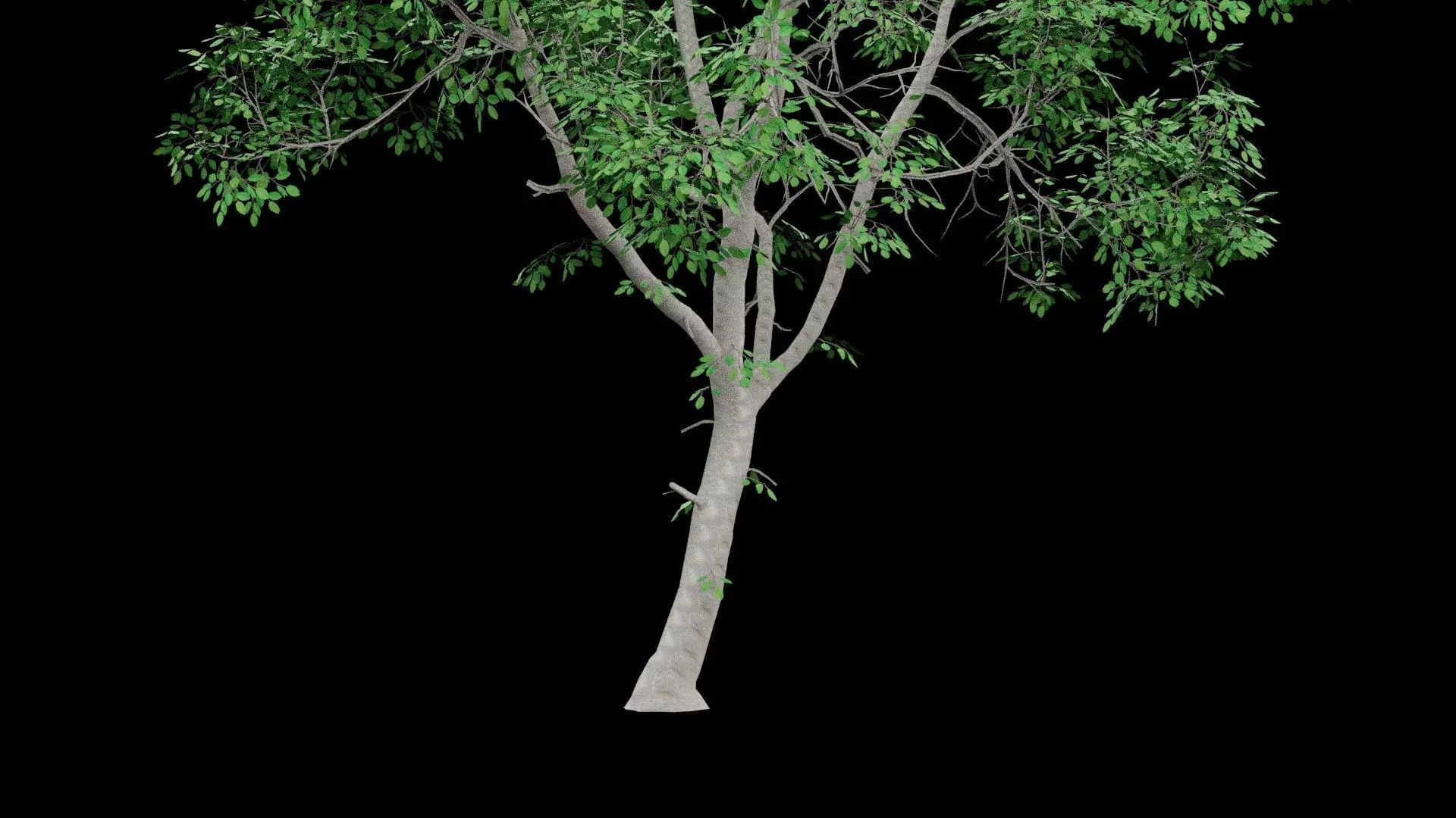 Realistic Tree Low-poly 3D model_4