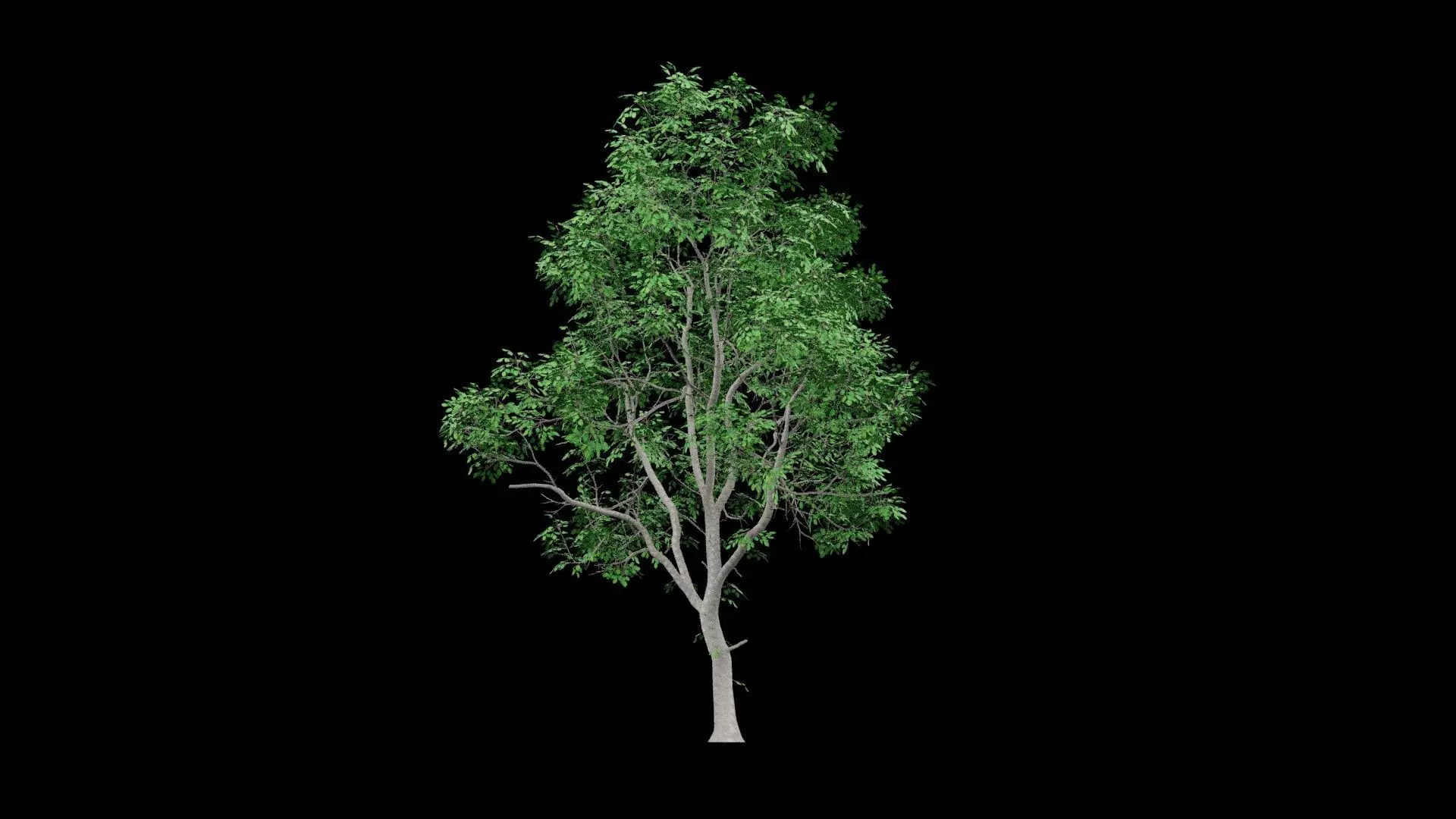 Realistic Tree Low-poly 3D model_5