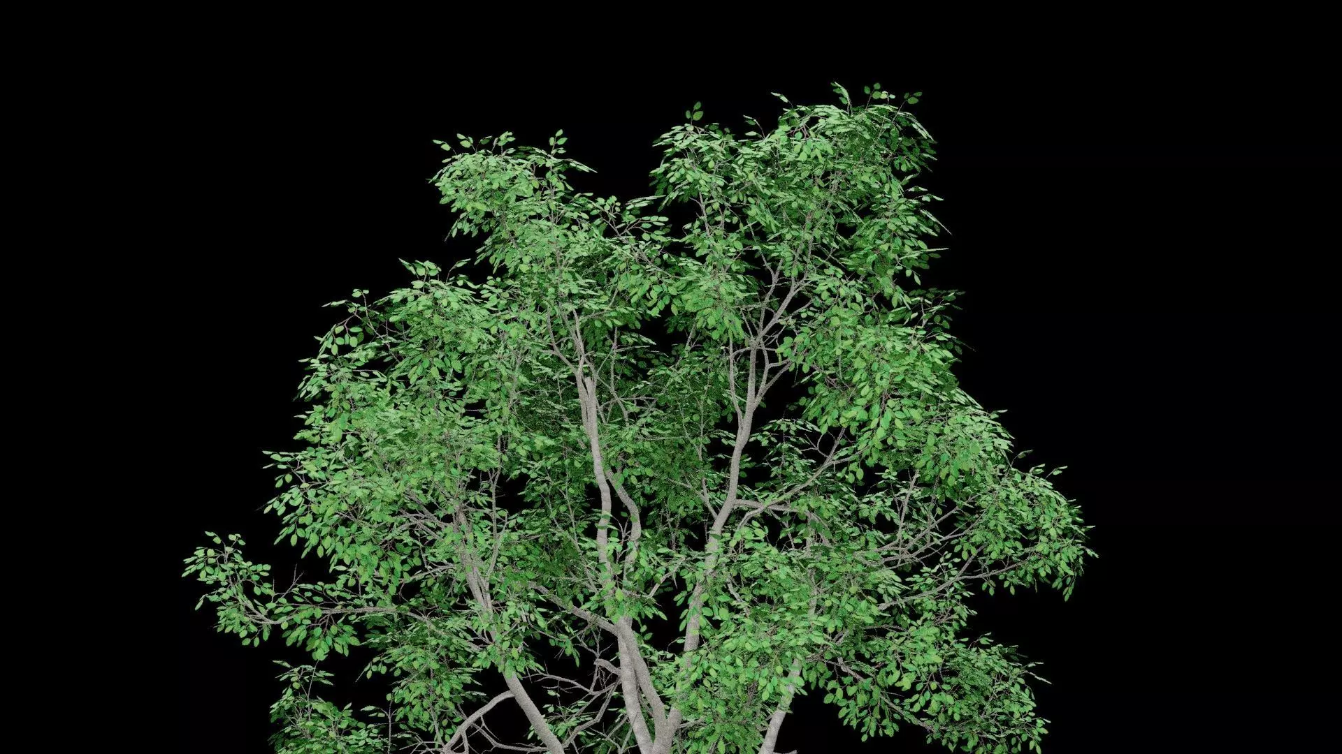 Realistic Tree Low-poly 3D model_3