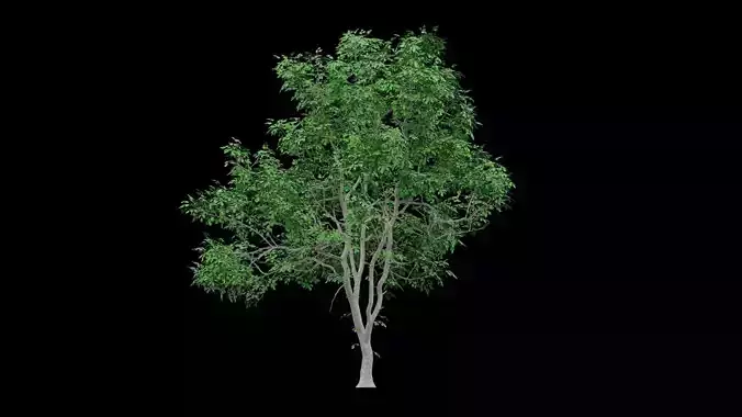 Realistic Tree