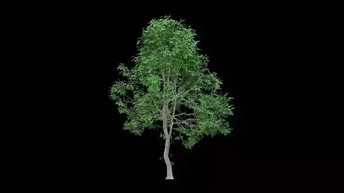 Realistic Tree